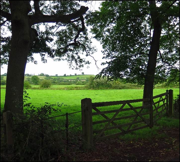 A picture containing grass, tree, outdoor, field

Description automatically generated