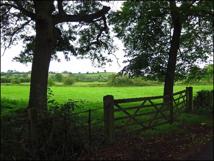 A picture containing grass, tree, outdoor, field

Description automatically generated