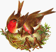 Bird’s nest history