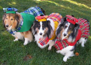 Dogs in
kilts