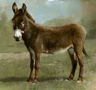 Donkey facts