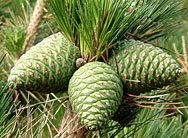 Fir Cones facts