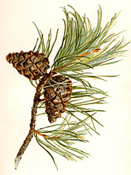 Fir Cones history