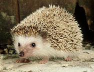Hedgehog facts