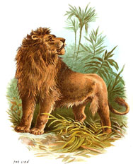 Lion history