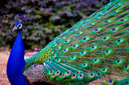Peacock facts