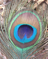 Peacock misc