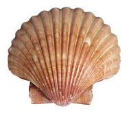 Scallop facts