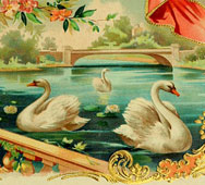 Swan history